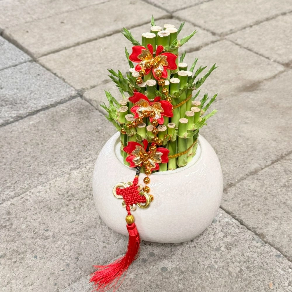 幸運竹白色盆栽 