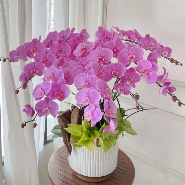 粉色系桌上蘭花O0022