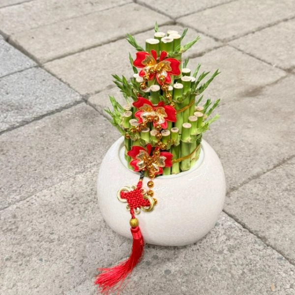 幸運竹白色盆栽 